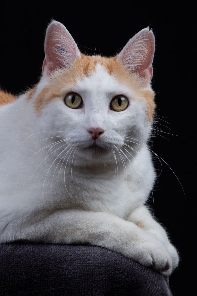 Kleo